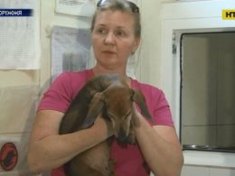 В Запорожье свидетели сняли на видео, как горожанин издевается над собственной собакой