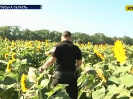 На Чернігівщині у соняшникову полі знайшли восьмирічного хлопчика, якого жорстоко зарізали