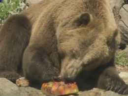Жителей черкасского зоопарка спасают от жары мороженым из фруктов, компота и меда