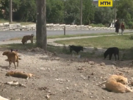 В Полтаве 70 собак остались на улице