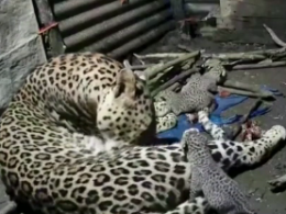 Cамка леопарда родила котят в фермерской лачуге в Индии