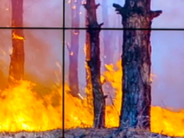 12 тисяч гектарів лісів вигоріло цього річ у зоні відчуження Чорнобильської АЕС