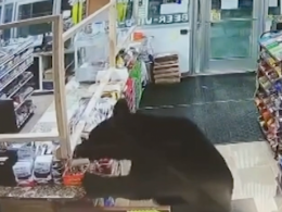 В Калифорнии в супермаркет забрел медведь