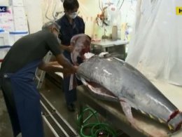 Коронавірусна криза боляче вдарила по рибалках та торгівцях найдорожчою у світі рибою