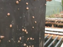 На Луганщине фермер начал разводить съедобных улиток