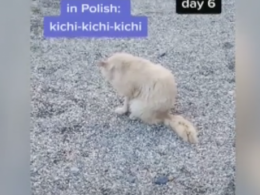 Тиктокер два месяца ради эксперимента беседовал с котами на разных языках мира