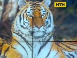 У Києві терміново шукають нову домівку для двох тигрів