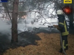 В Киевской области горел лес