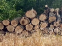 В Донецкой области задержали черных лесорубов