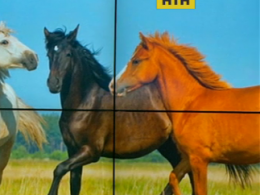 У Чернівцях звичайна родина рятує від смерті десятки коней