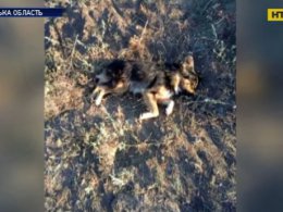 5 собак жестоко расстреляли в Одесской области
