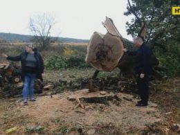 200-летний дуб срубили на Полтавщине