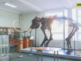 У Вінницькому музеї з'явився зуб мамонта, якому 200 000 років
