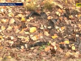 На Запоріжжі грибівники в лісосмузі знайшли спалене до кісток тіло людини
