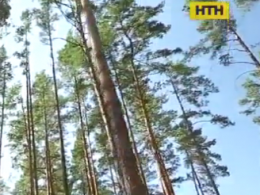 Телеканали "Інтер" та НТН закликають озеленювати країну і приєднатися до руху "Посади дерево"