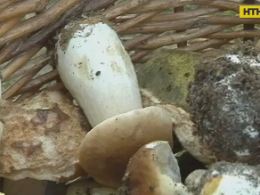 5 человек отравились грибами на Прикарпатье