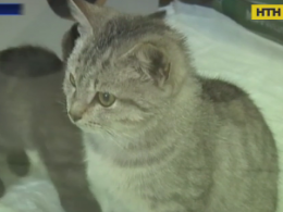 На Луганщине частный зооотель стал временным домом для котов-погорельцев