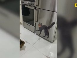 Жінка прикрасила холодильник і мало не до смерті перелякала власну кішку