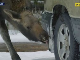Канадським лосям заборонили облизувати автомобілі