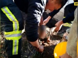 Годовалый мальчик провалился в выгребную яму на Днепропетровщине