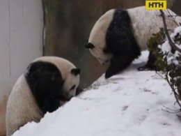 Китайський звіринець поділився кумедним відео із зимовими розвагами панд