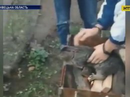 На Буковине трое ребят устроили адские развлечения с котом