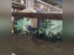 Парень в гипермаркете Херсона нырнул в аквариум с живыми карпами