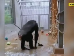 В зоопарке Таллина шимпанзе сам убрал в собственном вольере