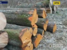 Незаконную вырубку  деревьев на территории парка "Цуманская пуща" разоблачили полицейские Волыни