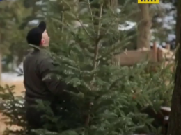 На Буковине штраф за несанкционированную вырубку хвойных деревьев вырос в пять раз