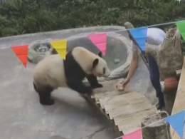 У Китаї померла найстаріша панда у світі