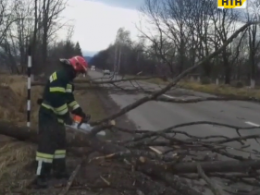 Дерево мало не вбило немовля у Чернівцях