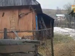Стая волков терроризирует село на Закарпатье