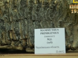 Зуб мамонта, якому близько 300 тисяч років, знайшли на Буковині