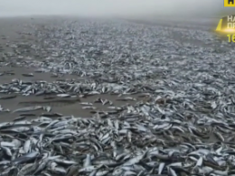 Десятки тонн дохлой рыбы и крабов выбросил океан на побережье Чили