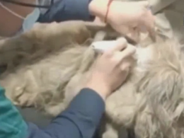 Три с половиной килограмма шерсти состригли с бездомного пса в Китае