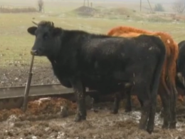 У неприйнятних умовах утримують стадо корів на Миколаївщині