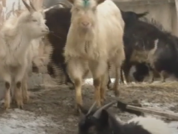 На Черкащині пенсіонер у жахливих умовах розвів стадо кіз