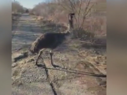 Африканський страус розгулював околицями Чернівців