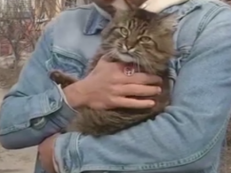 В Одессе 60-летний мужчина задушил соседского кота, а свидетелям удалось это заснять
