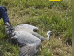 Масово гинуть червонокнижні птахи на Херсонщині