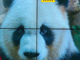В Китае исследователи живой природы сняли лютую драку двух диких панд