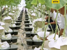 Малазийские фермеры научились выращивать самые дорогие дыни в мире