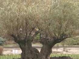 Оливковое дерево, которому почти 400 лет высадили на Харьковщине