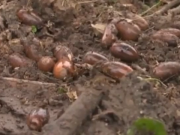 Проращивание желудей в пруду  - такой способ посадки дубов возродили лесоводы на Черкасщине