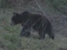 Принца Лихтенштейна подозревают в убийстве крупнейшего медведя Европы