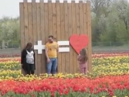 Мільйони тюльпанів висадили на в'їздах до Чернівців
