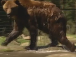 Ежегодный плановый медосмотр стартовал в ребилитационном центре для медведей в Закарпатье