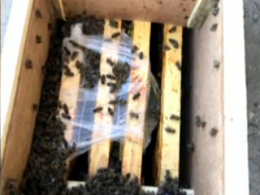 Білі бджоли, котрих перевозила Укрпошта, і які начебто, загинули в дорозі, на другий день після інциденту почали оживати