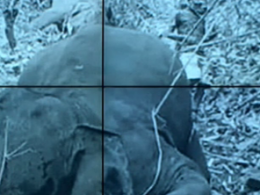 Стадо мертвых слонов нашли в Индии